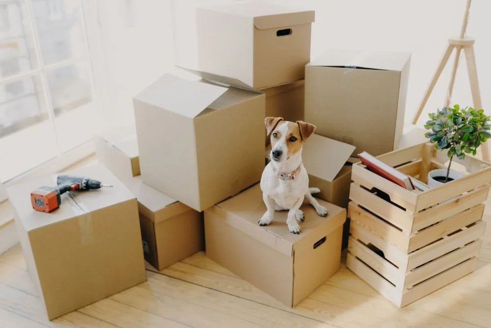 Emotional Support Animal Laws: Know Your Rights and Requirements