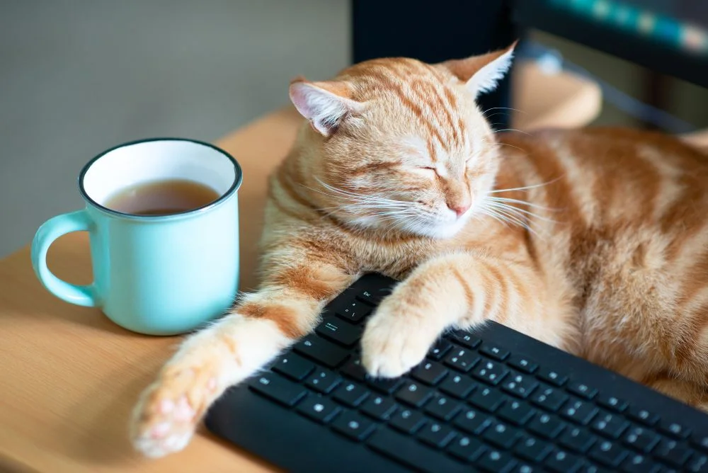 Pet Liability Insurance 101